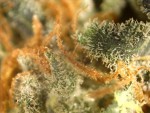 macropistil/trichome