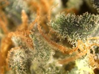 macropistil/trichome