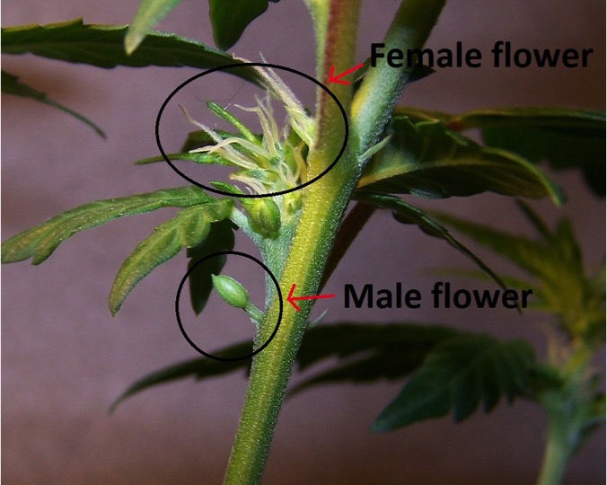 3 Benefits of Conducting Genetic Tests on Your Plants