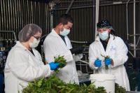 Facility Considerations for Cultivation & Manufacturing: A Case Study 1