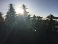 photo of outdoor grow operation