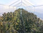 A greenhouse grow facility