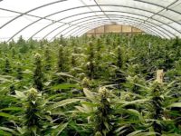 2021 Trends: Nine Developments in California’s Cannabis Market 2