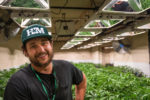 Anthony Franciosi, Honest Marijuana