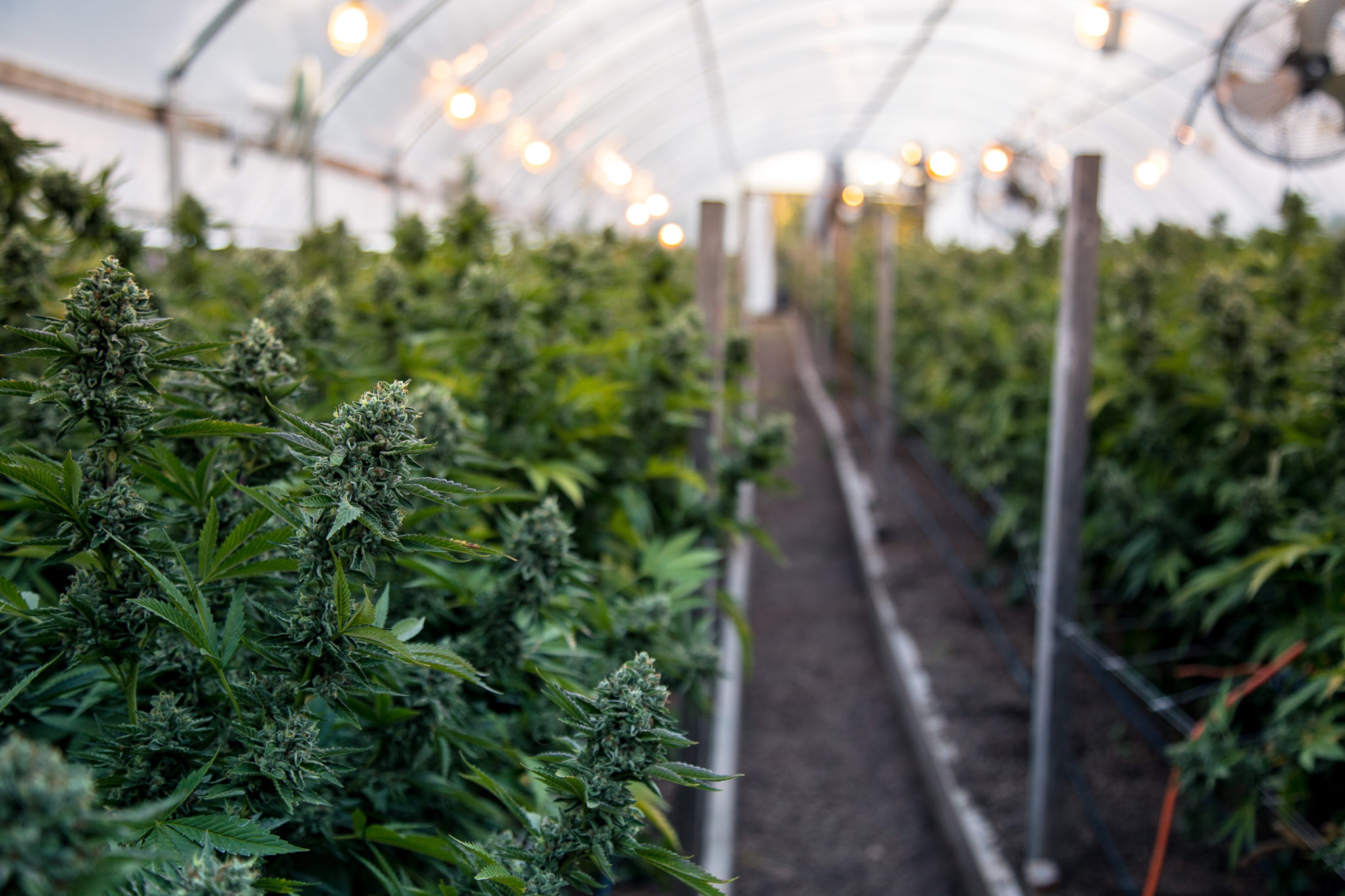 As More Opportunity Arises in the Cannabis Industry, Potential Business Pitfalls Also Increase