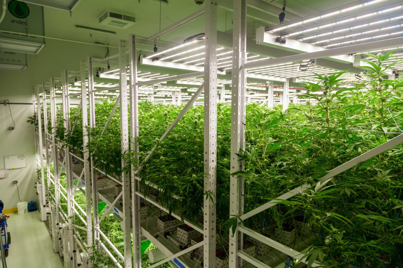 Going Vertical: How Vertical Farming Is Revolutionizing the Cannabis