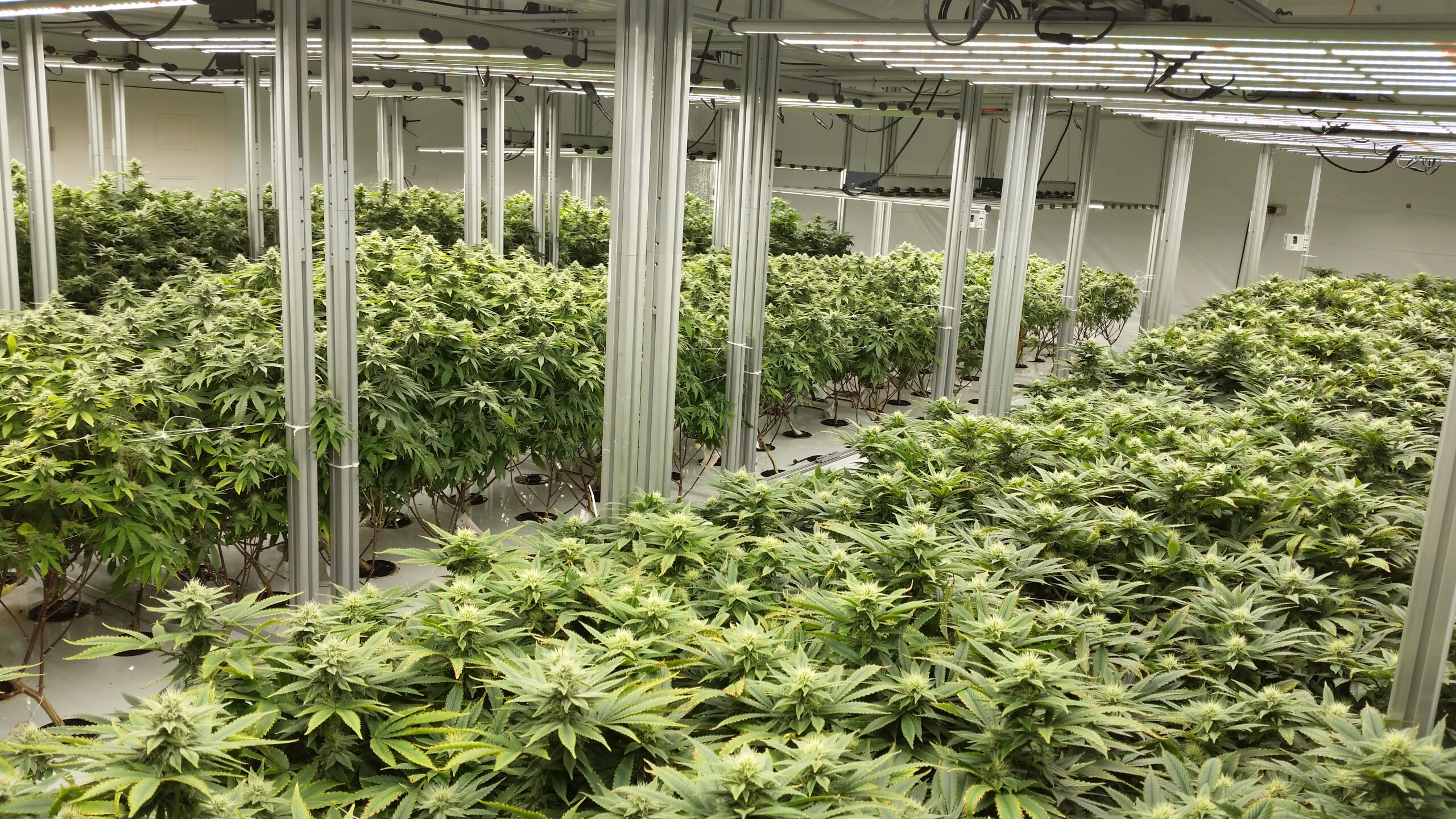 Glass Slipper Cannabis Strain Review - Industrial Hemp Farms