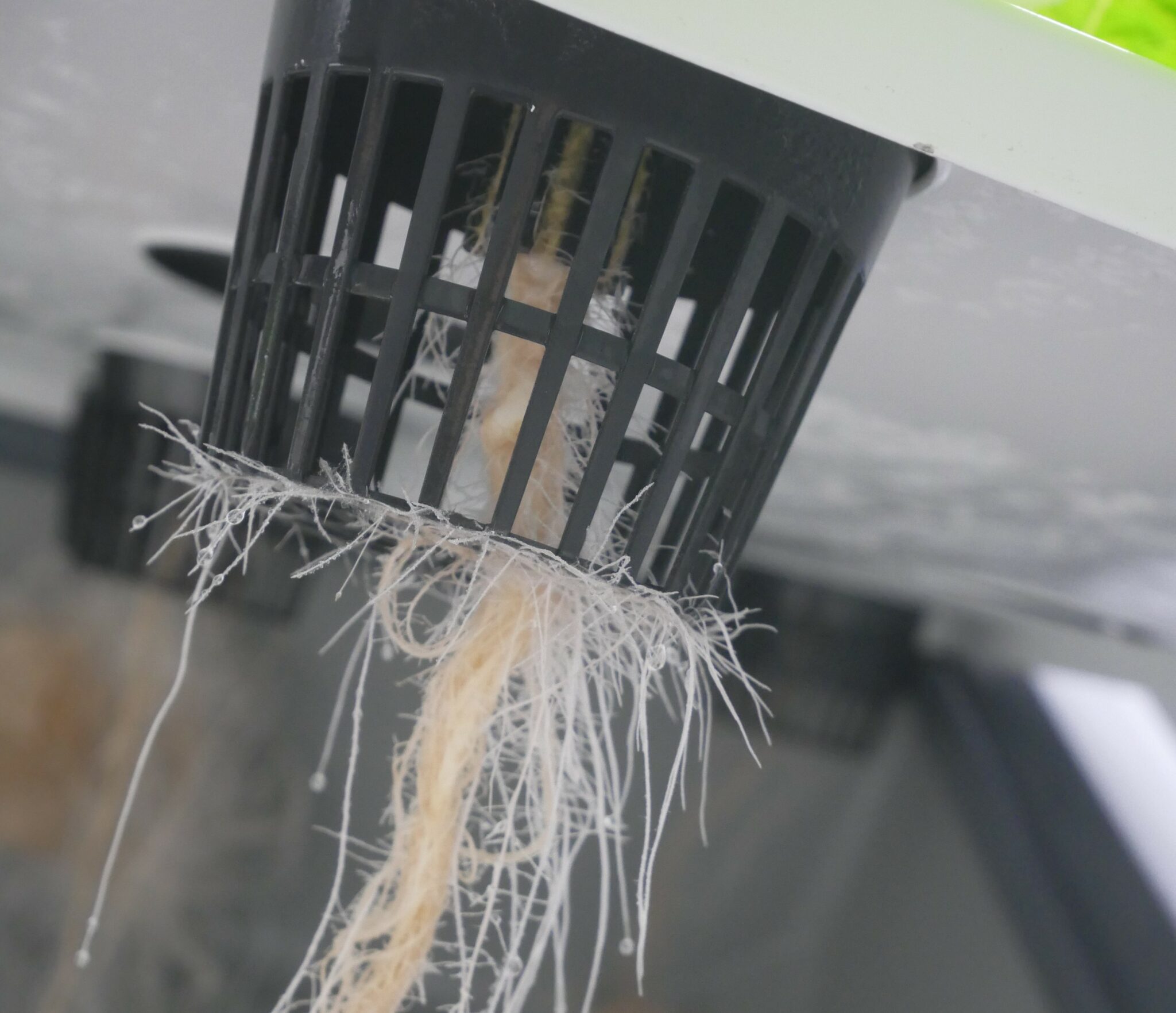 The 3-Legged Stool of Successful Grow Operations: Climate, Cultivation & Genetics – Part 2