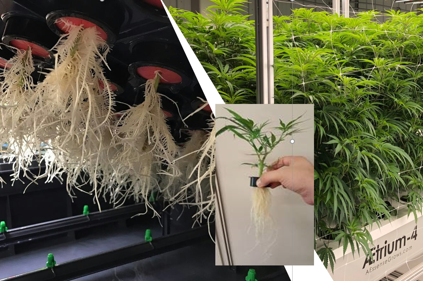 Co2 Boost Self-Activated Bag for Plants, Grow Rooms 2.0