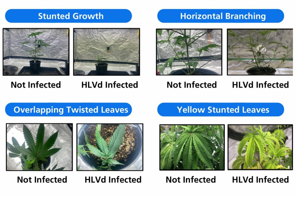 Hop Latent Viroid (HLVd) & Pathogen Diagnostics: A Comprehensive ...