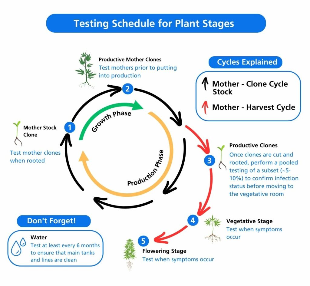 Hop Latent Viroid (HLVd) & Pathogen Diagnostics: A Comprehensive ...