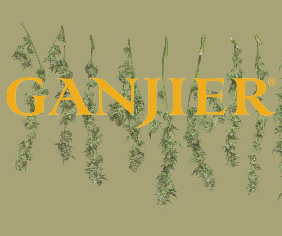 Treating Cannabis Like A Fine Wine