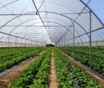 5 Air Quality Mistakes That Are Costing Cannabis Growers