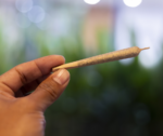 Pre-Roll Packaging in 2026